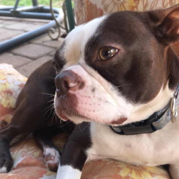 Meet your Posher, Diana - Picture 4 of 6